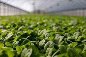 Greenhouse Growing